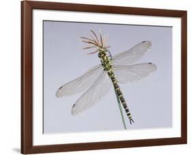 Southern Hawker Dragonfly (Aeshna Cyanea) Female, UK-Kim Taylor-Framed Photographic Print