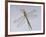 Southern Hawker Dragonfly (Aeshna Cyanea) Female, UK-Kim Taylor-Framed Photographic Print