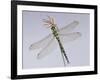 Southern Hawker Dragonfly (Aeshna Cyanea) Female, UK-Kim Taylor-Framed Photographic Print