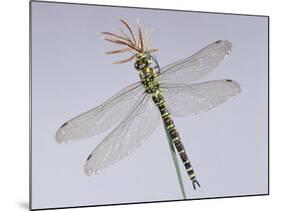 Southern Hawker Dragonfly (Aeshna Cyanea) Female, UK-Kim Taylor-Mounted Photographic Print
