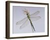 Southern Hawker Dragonfly (Aeshna Cyanea) Female, UK-Kim Taylor-Framed Photographic Print