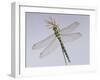 Southern Hawker Dragonfly (Aeshna Cyanea) Female, UK-Kim Taylor-Framed Photographic Print