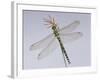 Southern Hawker Dragonfly (Aeshna Cyanea) Female, UK-Kim Taylor-Framed Photographic Print