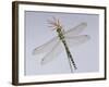 Southern Hawker Dragonfly (Aeshna Cyanea) Female, UK-Kim Taylor-Framed Photographic Print