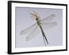 Southern Hawker Dragonfly (Aeshna Cyanea) Female, UK-Kim Taylor-Framed Photographic Print