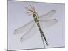 Southern Hawker Dragonfly (Aeshna Cyanea) Female, UK-Kim Taylor-Mounted Photographic Print