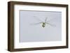 Southern Hawker Dragonfly (Aeshna Cyanea) in Flight, Arne Rspb Reserve, Dorset, England, UK, August-Ross Hoddinott-Framed Photographic Print