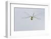 Southern Hawker Dragonfly (Aeshna Cyanea) in Flight, Arne Rspb Reserve, Dorset, England, UK, August-Ross Hoddinott-Framed Photographic Print