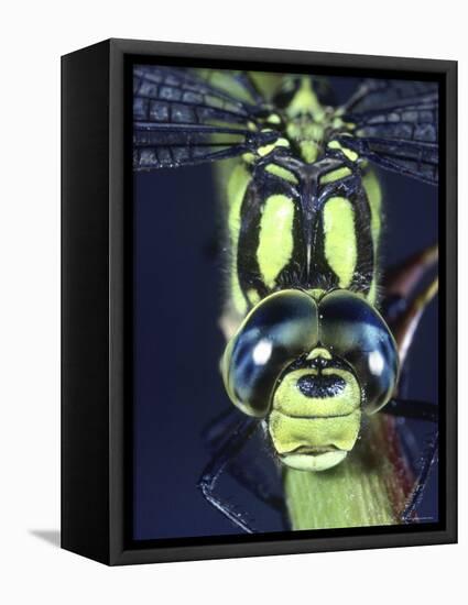 Southern Hawker Dragonfly (Aeshna Cyanea) Male, Close-Up of Eyes, UK-Kim Taylor-Framed Stretched Canvas