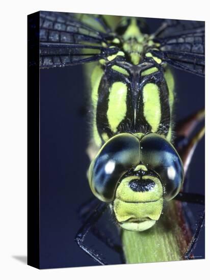 Southern Hawker Dragonfly (Aeshna Cyanea) Male, Close-Up of Eyes, UK-Kim Taylor-Stretched Canvas