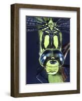 Southern Hawker Dragonfly (Aeshna Cyanea) Male, Close-Up of Eyes, UK-Kim Taylor-Framed Premium Photographic Print
