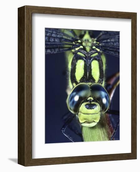 Southern Hawker Dragonfly (Aeshna Cyanea) Male, Close-Up of Eyes, UK-Kim Taylor-Framed Premium Photographic Print