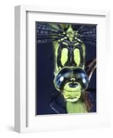 Southern Hawker Dragonfly (Aeshna Cyanea) Male, Close-Up of Eyes, UK-Kim Taylor-Framed Premium Photographic Print