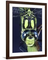 Southern Hawker Dragonfly (Aeshna Cyanea) Male, Close-Up of Eyes, UK-Kim Taylor-Framed Photographic Print