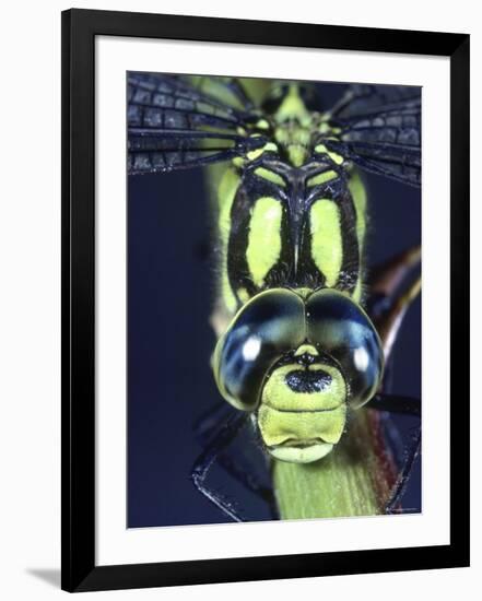 Southern Hawker Dragonfly (Aeshna Cyanea) Male, Close-Up of Eyes, UK-Kim Taylor-Framed Photographic Print