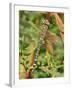 Southern Hawker Dragonfly Broxwater, Cornwall, UK-Ross Hoddinott-Framed Photographic Print