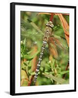 Southern Hawker Dragonfly Broxwater, Cornwall, UK-Ross Hoddinott-Framed Photographic Print