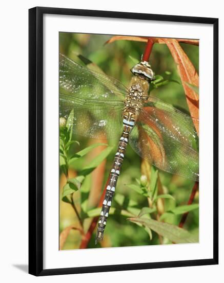 Southern Hawker Dragonfly Broxwater, Cornwall, UK-Ross Hoddinott-Framed Photographic Print