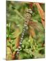 Southern Hawker Dragonfly Broxwater, Cornwall, UK-Ross Hoddinott-Mounted Photographic Print