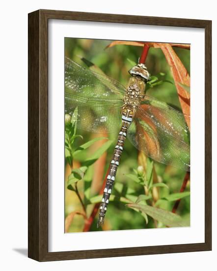 Southern Hawker Dragonfly Broxwater, Cornwall, UK-Ross Hoddinott-Framed Photographic Print