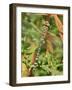 Southern Hawker Dragonfly Broxwater, Cornwall, UK-Ross Hoddinott-Framed Photographic Print