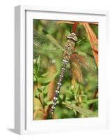 Southern Hawker Dragonfly Broxwater, Cornwall, UK-Ross Hoddinott-Framed Photographic Print