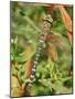 Southern Hawker Dragonfly Broxwater, Cornwall, UK-Ross Hoddinott-Mounted Photographic Print