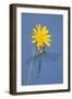 Southern Hawker Dragonfly Hanging on Yellow Flower-null-Framed Photographic Print