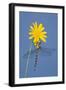 Southern Hawker Dragonfly Hanging on Yellow Flower-null-Framed Photographic Print