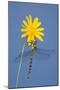 Southern Hawker Dragonfly Hanging on Yellow Flower-null-Mounted Photographic Print