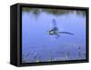 Southern Hawker Dragonfly Male Hovering Over Pond, UK-Kim Taylor-Framed Stretched Canvas