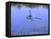 Southern Hawker Dragonfly Male Hovering Over Pond, UK-Kim Taylor-Framed Stretched Canvas