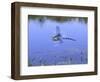 Southern Hawker Dragonfly Male Hovering Over Pond, UK-Kim Taylor-Framed Premium Photographic Print