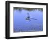 Southern Hawker Dragonfly Male Hovering Over Pond, UK-Kim Taylor-Framed Premium Photographic Print