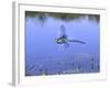 Southern Hawker Dragonfly Male Hovering Over Pond, UK-Kim Taylor-Framed Photographic Print