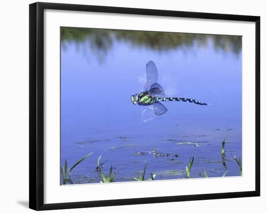 Southern Hawker Dragonfly Male Hovering Over Pond, UK-Kim Taylor-Framed Photographic Print