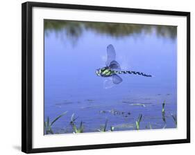 Southern Hawker Dragonfly Male Hovering Over Pond, UK-Kim Taylor-Framed Photographic Print