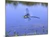 Southern Hawker Dragonfly Male Hovering Over Pond, UK-Kim Taylor-Mounted Photographic Print