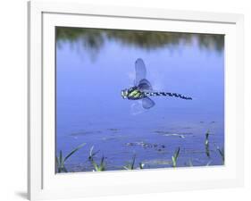 Southern Hawker Dragonfly Male Hovering Over Pond, UK-Kim Taylor-Framed Photographic Print