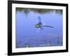 Southern Hawker Dragonfly Male Hovering Over Pond, UK-Kim Taylor-Framed Photographic Print