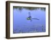 Southern Hawker Dragonfly Male Hovering Over Pond, UK-Kim Taylor-Framed Photographic Print