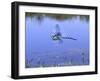 Southern Hawker Dragonfly Male Hovering Over Pond, UK-Kim Taylor-Framed Photographic Print