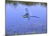 Southern Hawker Dragonfly Male Hovering Over Pond, UK-Kim Taylor-Mounted Photographic Print