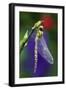 Southern Hawker Dragonfly Newly Emerged-null-Framed Photographic Print