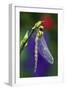 Southern Hawker Dragonfly Newly Emerged-null-Framed Photographic Print