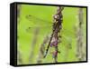 Southern Hawker Dragonfly Resting on Purple Loosestrife Flower, Hertfordshire, England, UK-Andy Sands-Framed Stretched Canvas