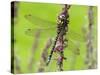 Southern Hawker Dragonfly Resting on Purple Loosestrife Flower, Hertfordshire, England, UK-Andy Sands-Stretched Canvas