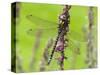 Southern Hawker Dragonfly Resting on Purple Loosestrife Flower, Hertfordshire, England, UK-Andy Sands-Stretched Canvas