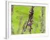 Southern Hawker Dragonfly Resting on Purple Loosestrife Flower, Hertfordshire, England, UK-Andy Sands-Framed Photographic Print