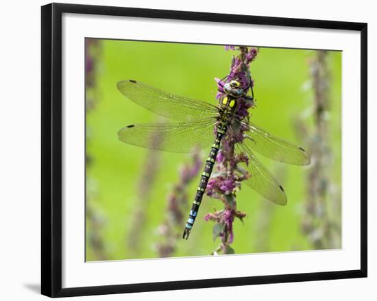 Southern Hawker Dragonfly Resting on Purple Loosestrife Flower, Hertfordshire, England, UK-Andy Sands-Framed Photographic Print